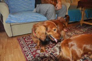 NADIM jamniki Kollapsar